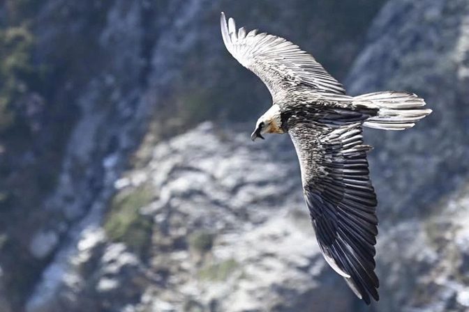 Faune / avifaune