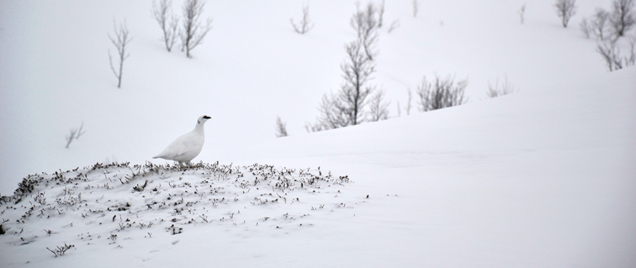 Faune