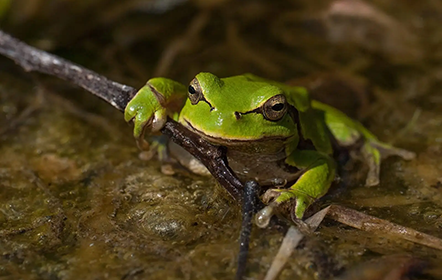 Zones humides / mares / grenouille / faune