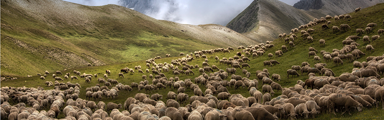 Troupeau mouton
