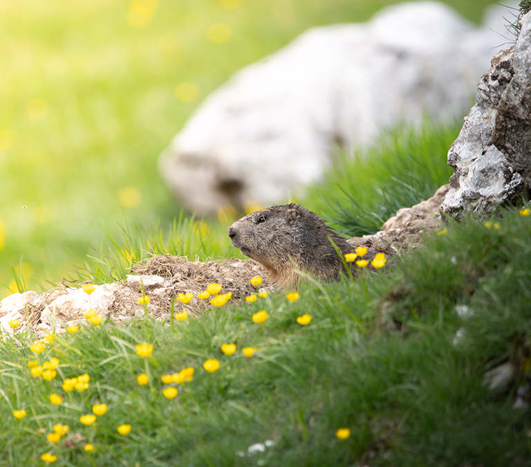 Faune