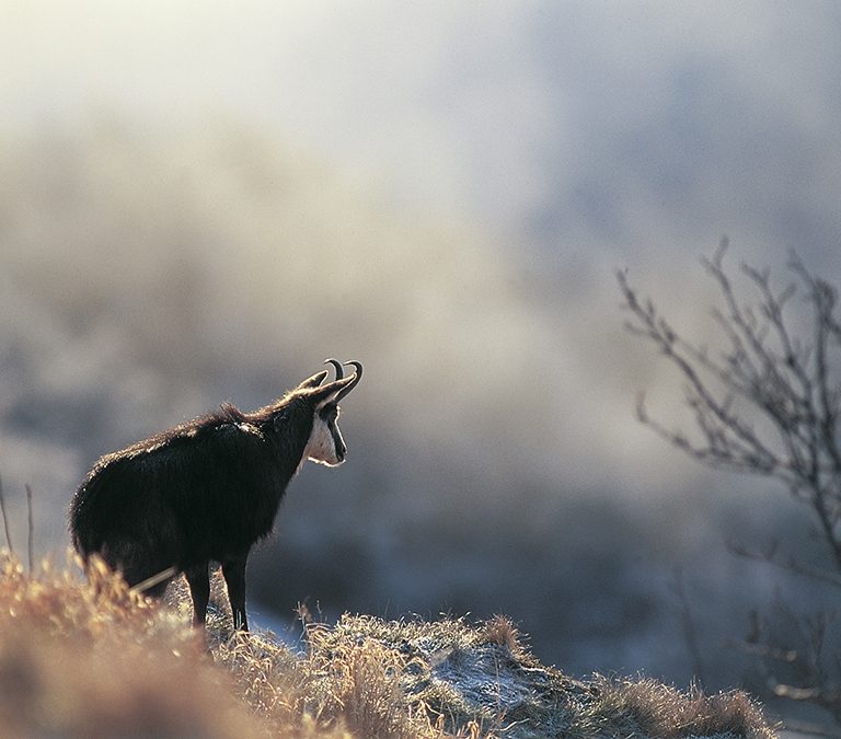 Chamois